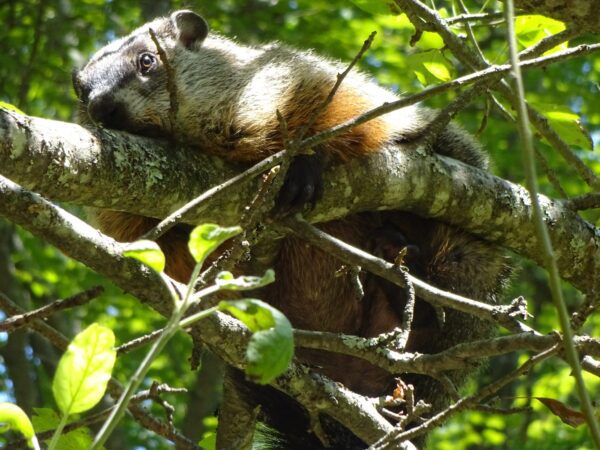 Dynamic Can A Groundhog Climb A Tree Background for Mobile Dynamic Can A Groundhog Climb A Tree Background for Mobile