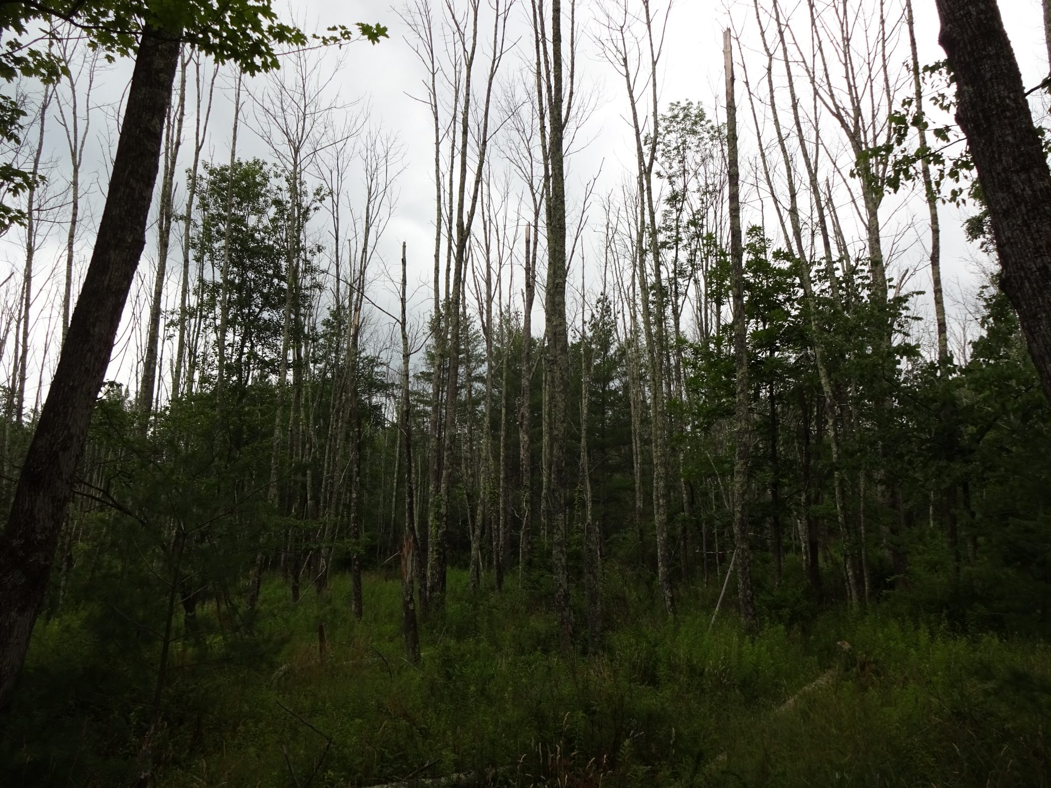 So Long Tall Ash Trees - Catskill Forest Association