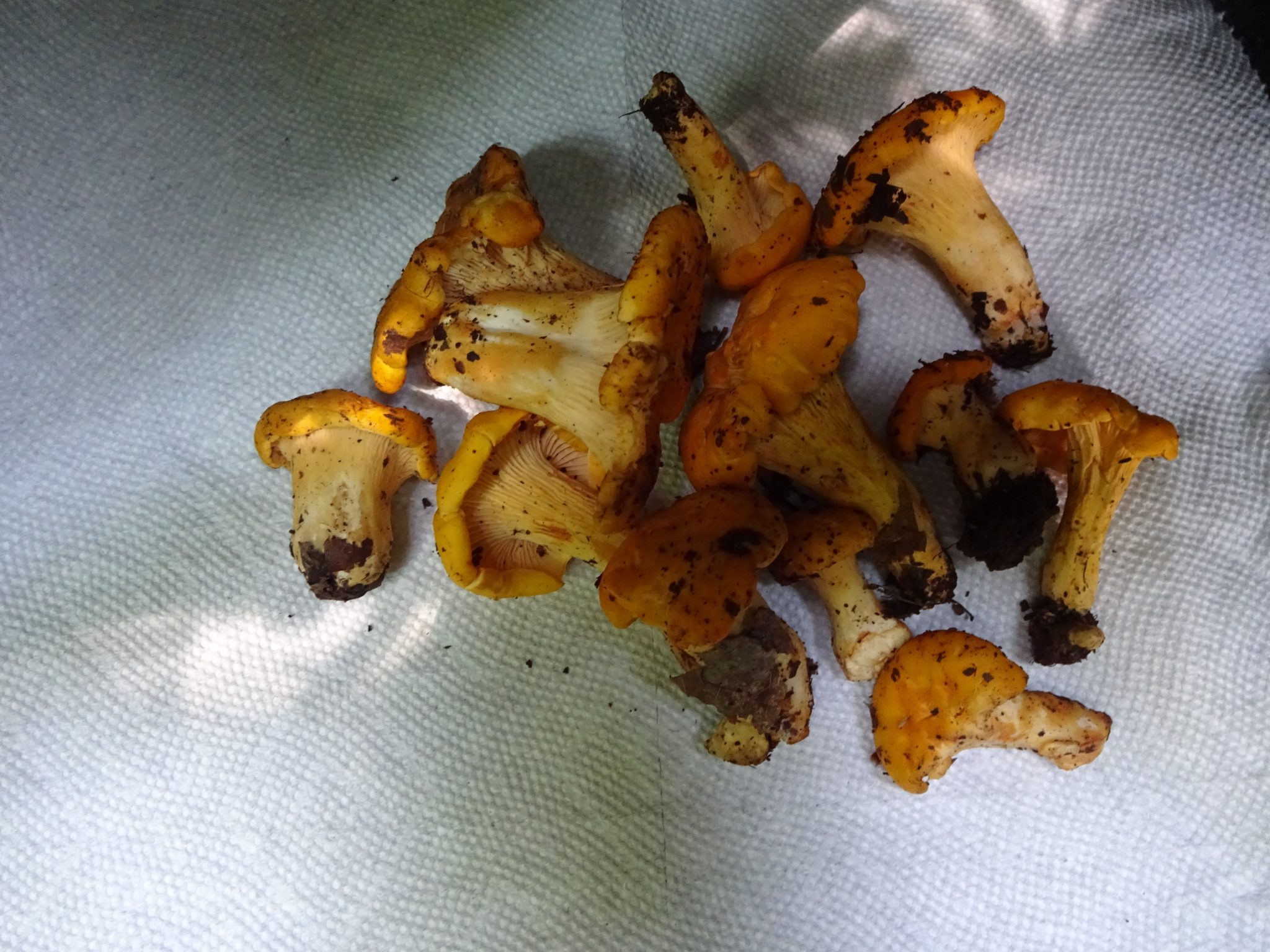 Golden Chanterelles are Back Catskill Forest Association