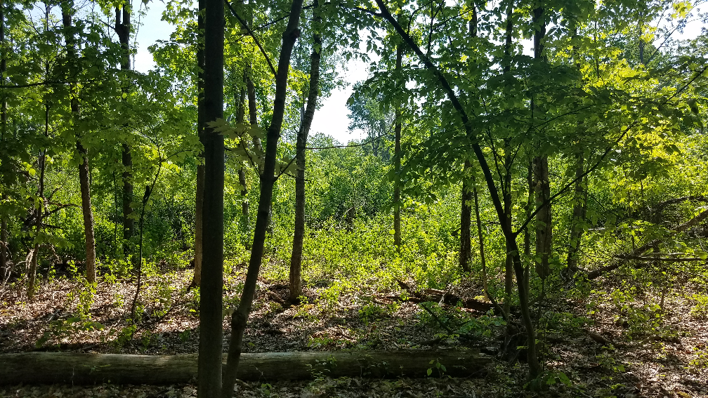 Wildlife Habitat Management - Catskill Forest Association