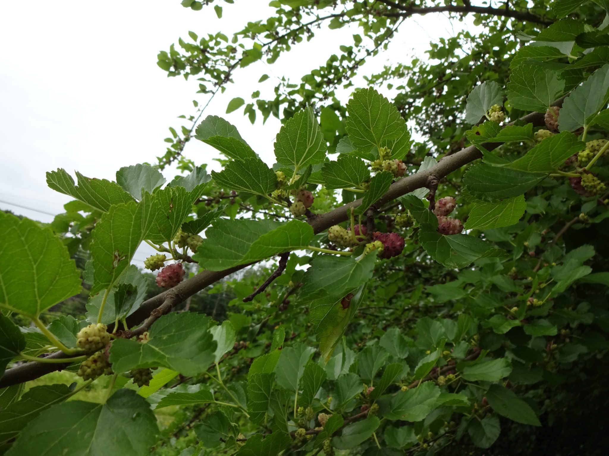 Wild Mulberries Catskill Forest Association