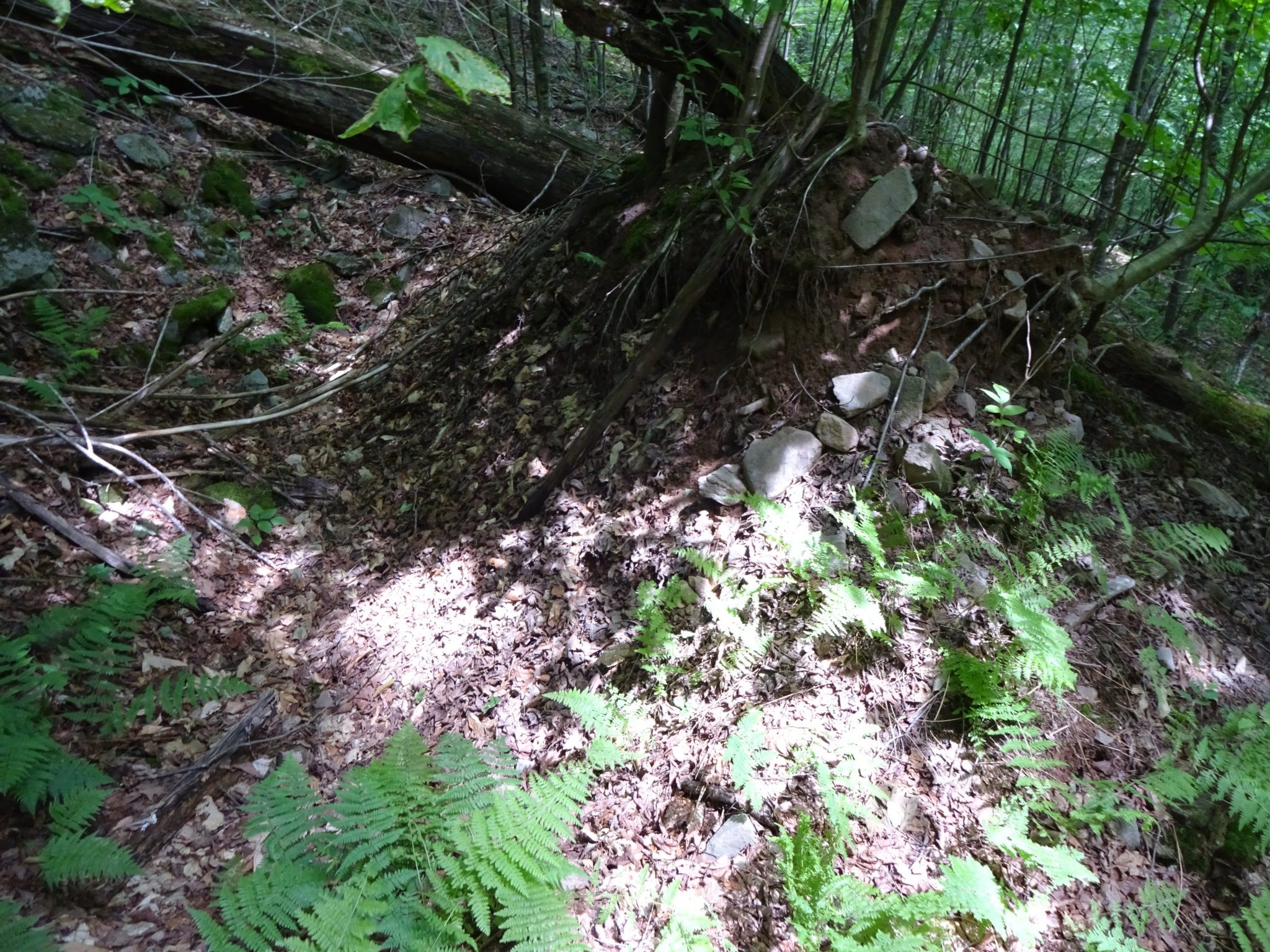 Pit & Mounds in the Forest - Catskill Forest Association