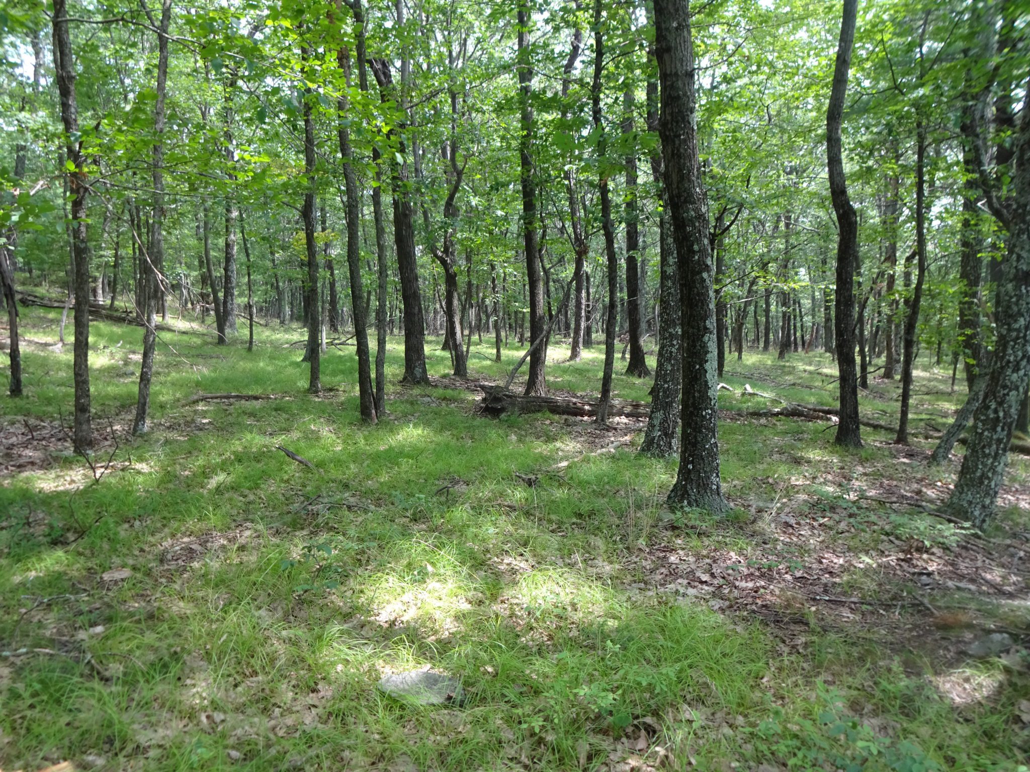 Remnants of Ancient Fire in the Forest - Catskill Forest Association