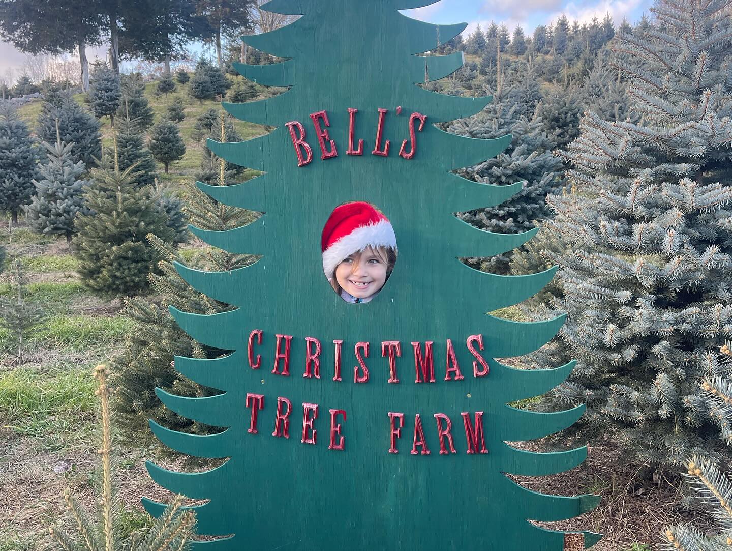 Bell's Christmas Tree Farm Catskill Forest Association