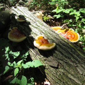 wild mushroom woods walk