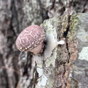 mushroom log inoculation