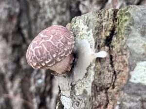 shiitake mushroom log inoculation