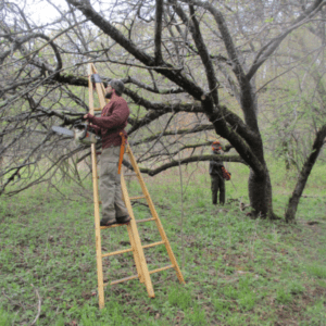Learn how to prune your apple tree back to fruition!