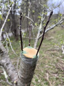 apple tree grafting