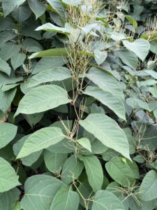 invasive species management japanese knotweed