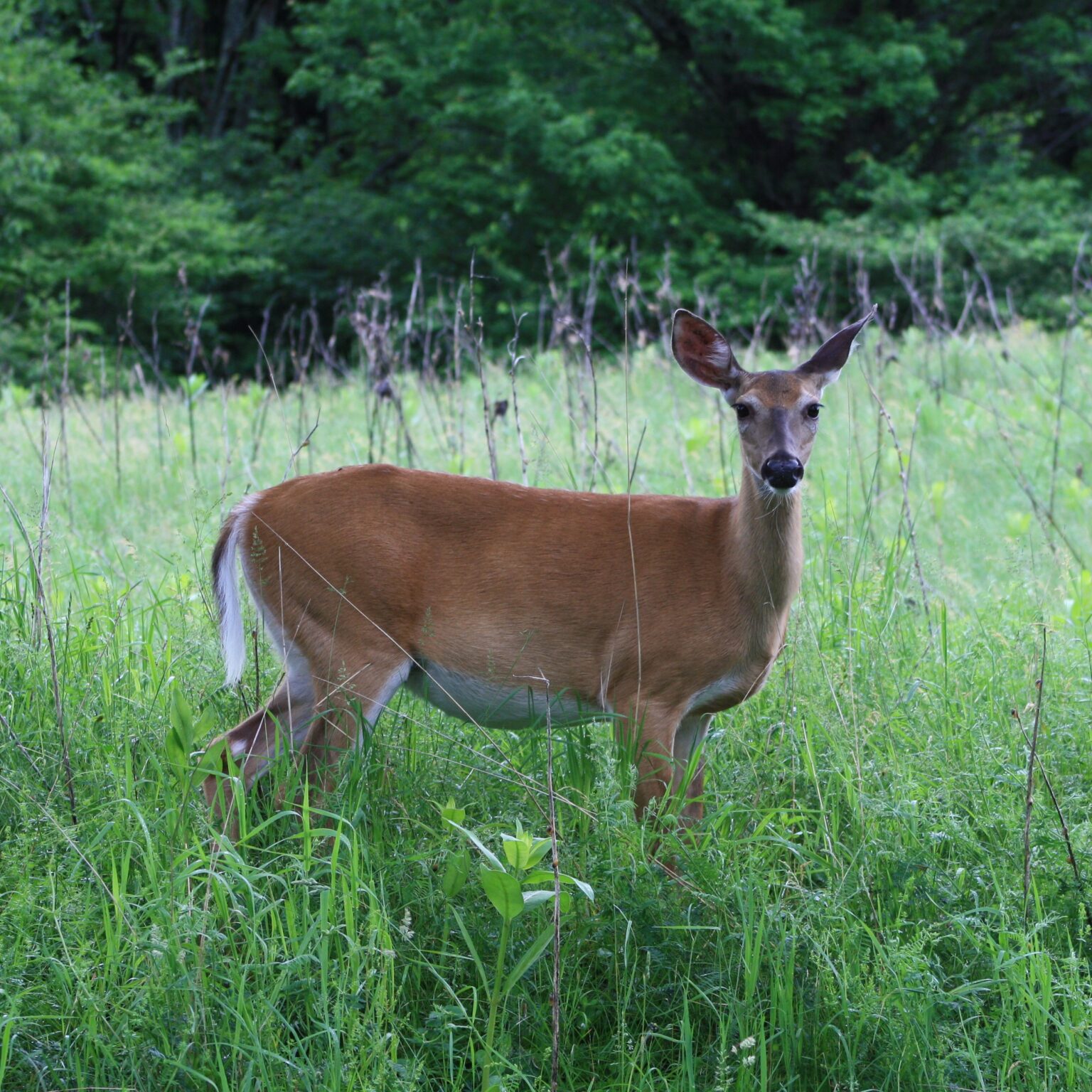 deer-processing-demonstration-catskill-forest-association