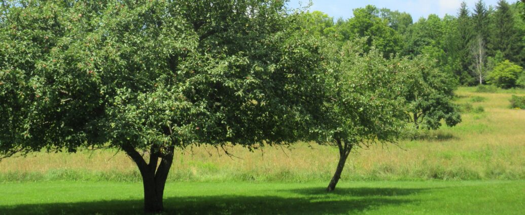 apple tree pruning