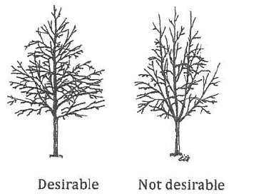 tree care structural pruning