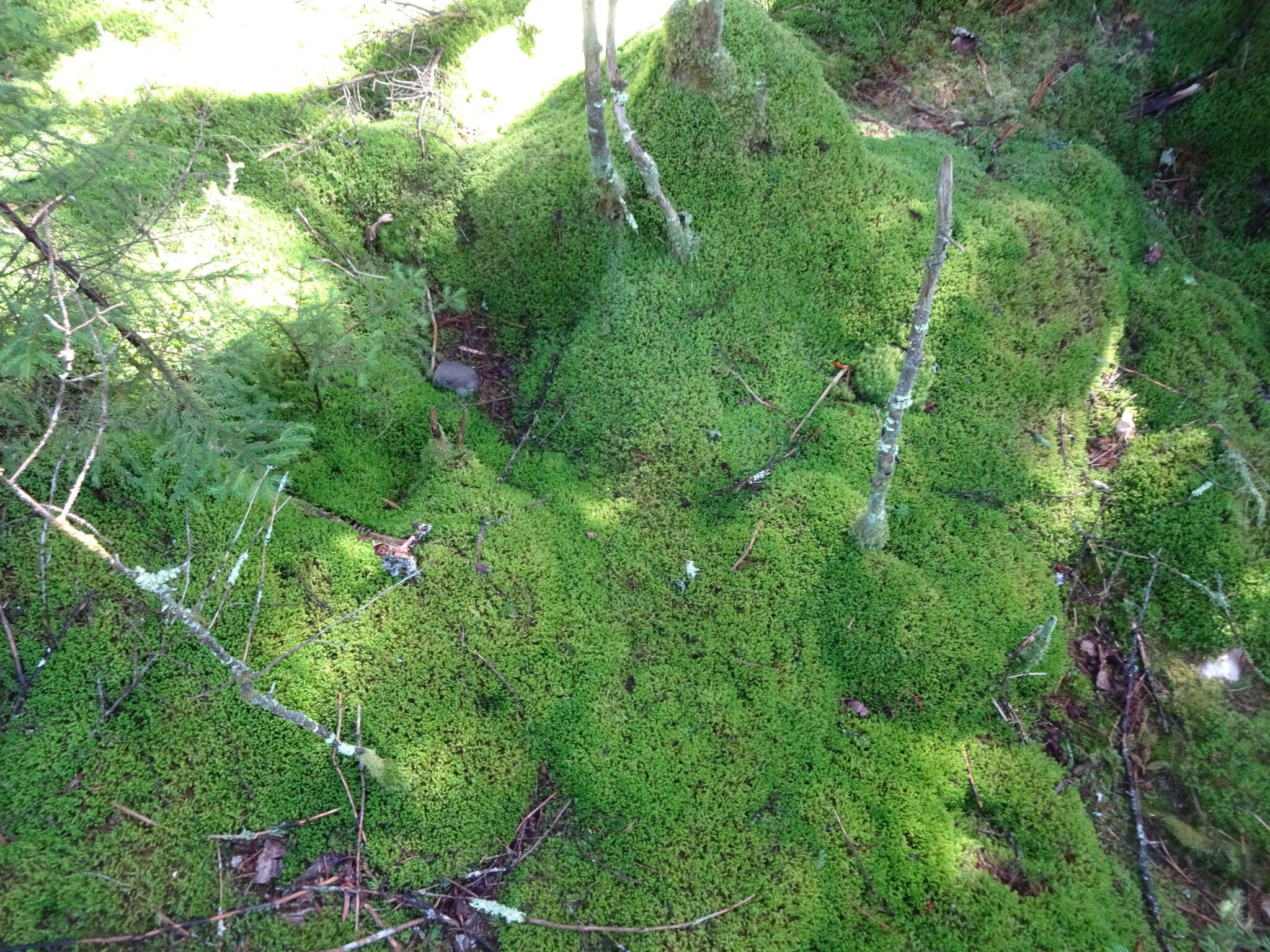 Temperate Rainforest?! - Catskill Forest Association %