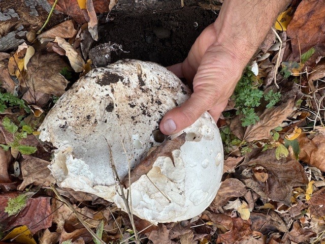 Welcome - Catskill Forest Association