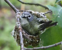 Blue-Headed Vireo, CFA