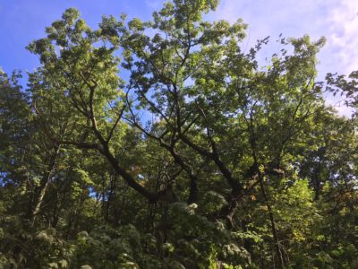 Red oak, Wildlife, Acorn