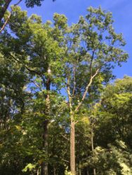 Red Oak, Release, Sunlight, Forest Management, Wildlife, Acorn