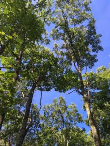 Red Oak, Release, Sunlight, Forest Management, Wildlife, Acorn