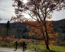 The process starts with scouting out potential trees to hang the feeder from