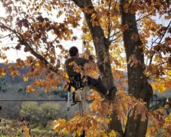 The tree is climbed using specialized safety equipment