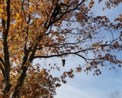 Ryan communicates to members on the ground and moves the feeder around to the preferred position