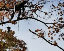 The tree is trimmed to keep it healthy and to reduce interference with the feeder