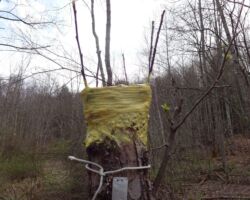 Lack of foliage in 2018