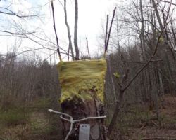 Lack of foliage in 2018