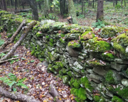 The remnants of an old stone wall still stands to delineate long abandoned pastureland. Now it serves to as a ideal niche for various species of bryophytes, a.k.a. mosses.