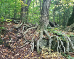 Yellow Birch easily germinates on cool moist substrates. Over time the roots grow over rocks and old tree stumps which wear away to give it its famous stilt-like root system.
